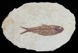 Knightia Fossil Fish - Wyoming #60862-1